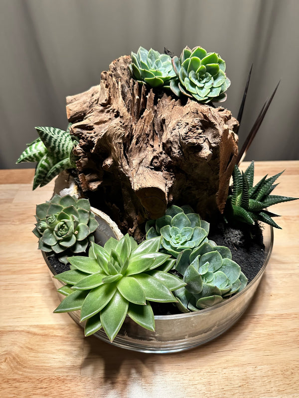 Succulent Arrangement in Sand