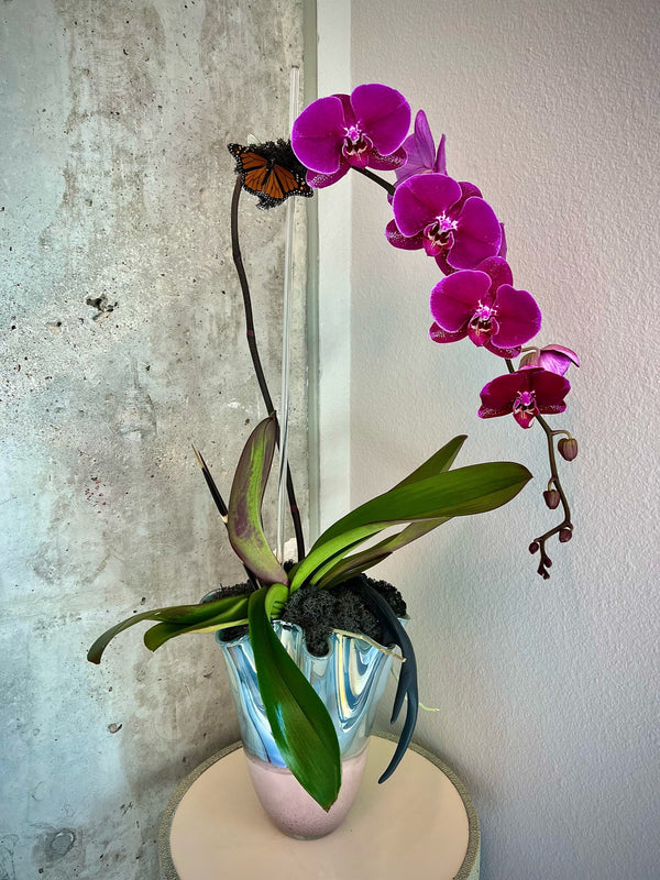 Reflection Orchid & Butterflies