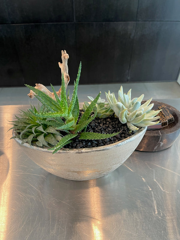 Small Succulent Arrangement