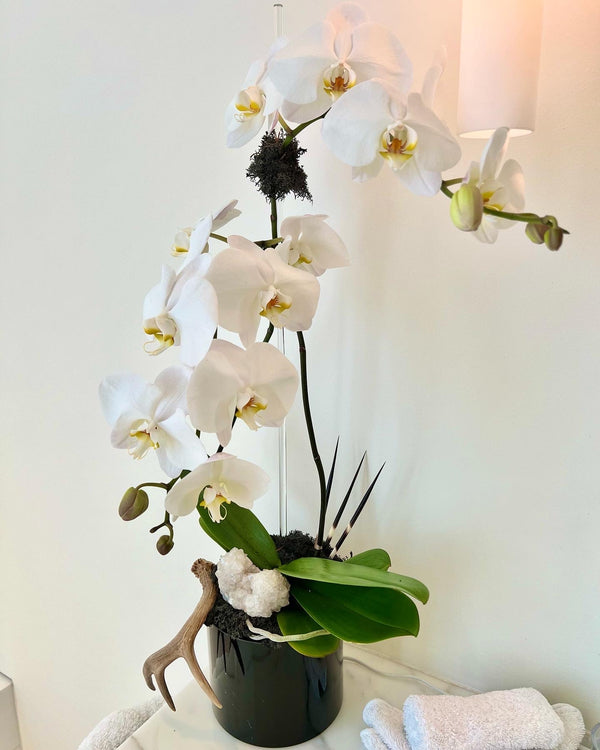 Modern Antler Orchid