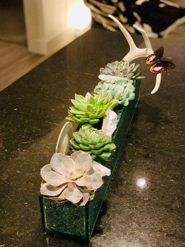 Medium Succulent Arrangement with Antlers & Butterflies