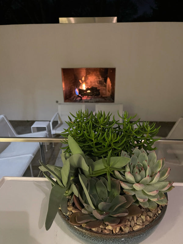 Medium Succulent Potted Garden